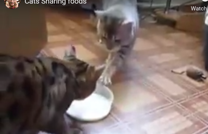 Cats Sharing Food - Models of Kindness