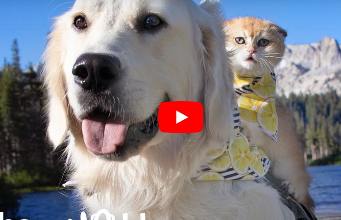 Service Dog loves and plays with tiny kitten